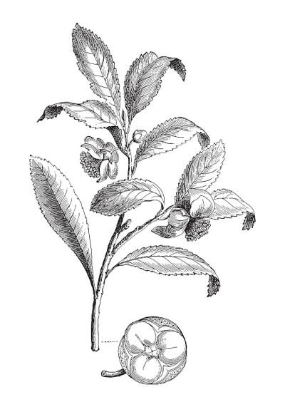 茶树-茶花(茶树)-复古雕刻插图