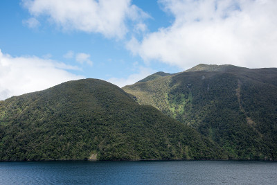 峡湾的雨林