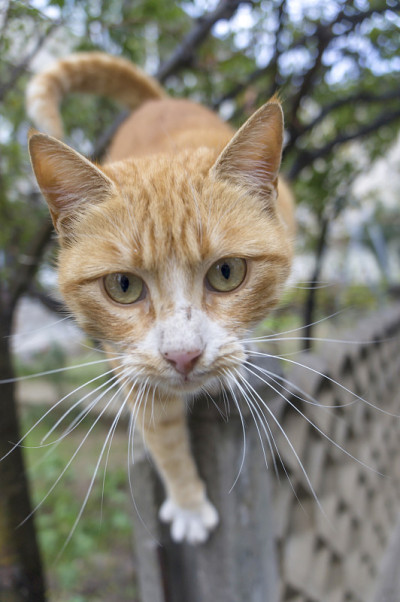 好奇的黄猫