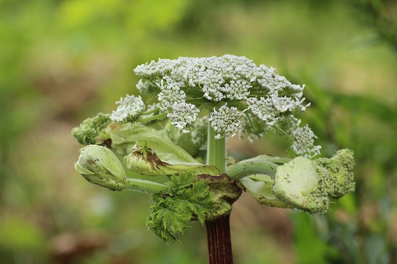 大猪草伞形花序