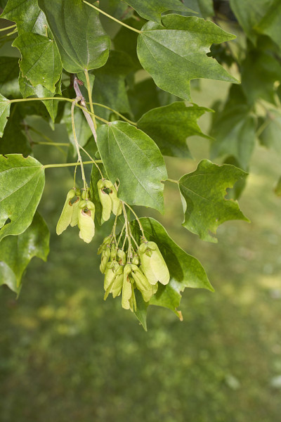 Acer buergerianum收起来了