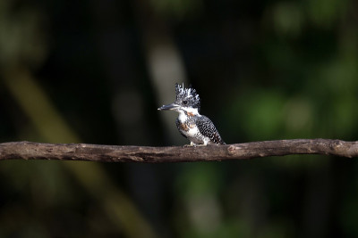 翠鸟:成年雄性冠翠(Megaceryle lugubris)