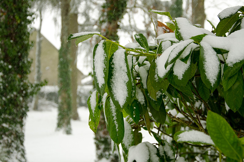 29、立冬，秋末，落叶下雪，冰封