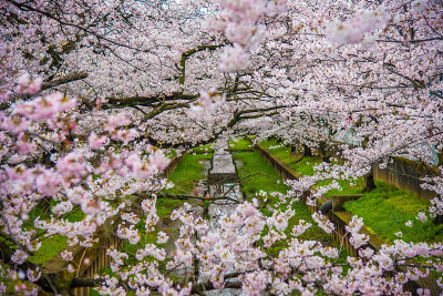 “Sakura”樱花在河边盛开