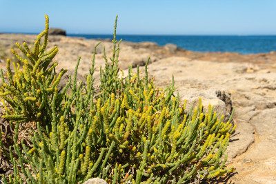 地中海茴香植物Crithmum maritimum的特写，地中海在背景中失去了焦点