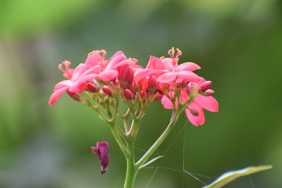 红色的花装饰