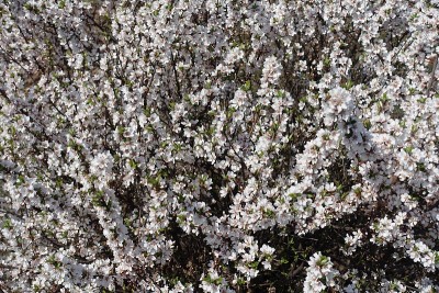 4月绒毛樱有大量白花