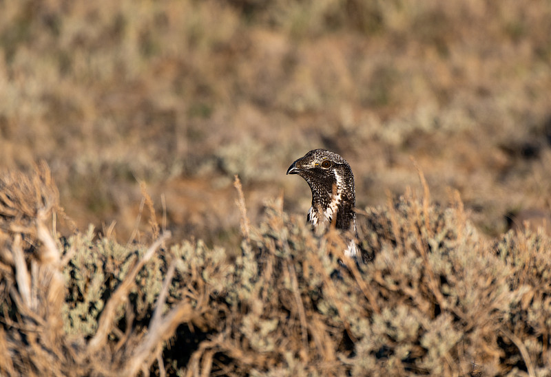 A Male Greater sage-grouse Peeking over Sagebrush