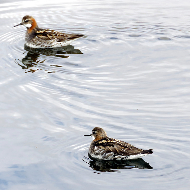 冰岛红颈phalarope 2017