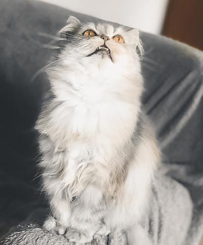 灰波斯猫画像