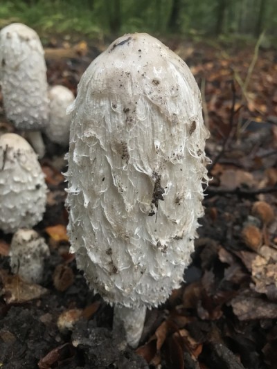 蘑菇