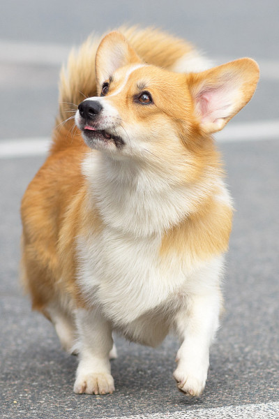 威尔士科基犬特写