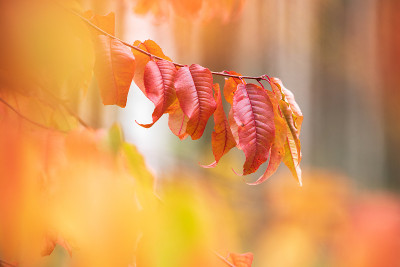 樱桃(Prunus pensylvanica)的树叶在秋天的颜色。