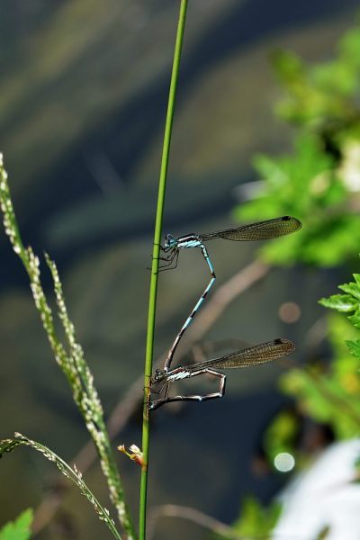 蜻蜓