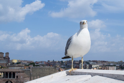 灵感欧洲银鸥图片(Larus argentatus)