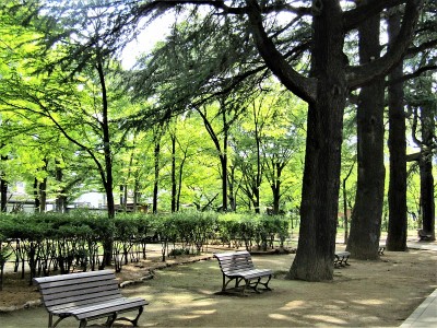 公园在松本市。清晨。
