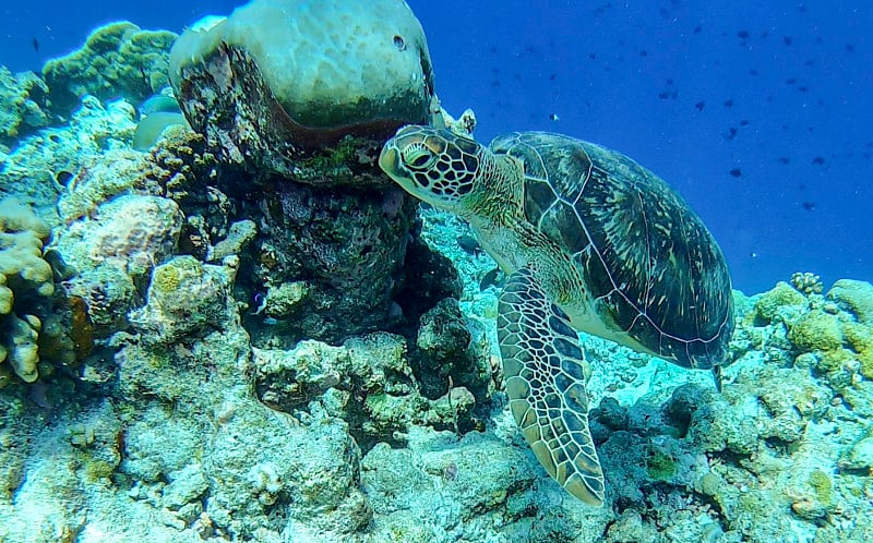 海龟在海里游泳，南阿里环礁，马尔代夫