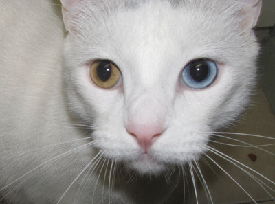 大卫·鲍伊猫