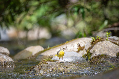 河里的一块岩石上有一条黄色的Wagtail