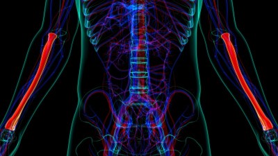 人体骨骼解剖桡骨3D渲染
