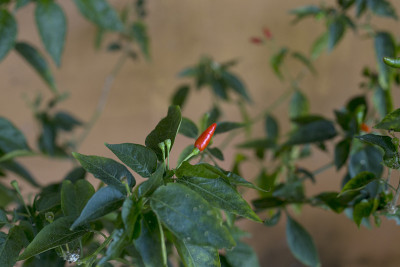 辣椒植物