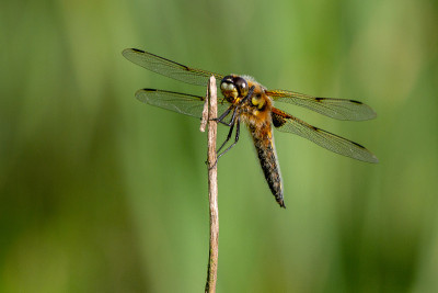 四斑点蜻蜓(Libellula quadrimaculata)，在北美被称为四斑点蜻蜓。