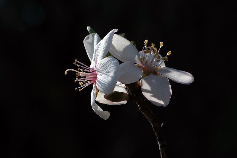 树开花