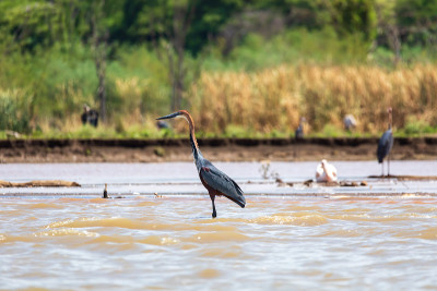 Heron, Ardea Goliath湖，埃塞俄比亚，非洲