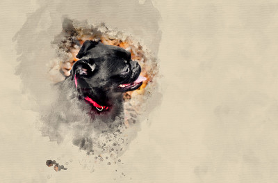 小布拉班松犬