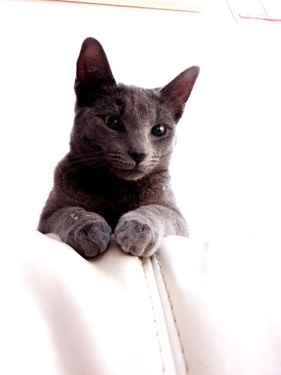 查特鲁小猫