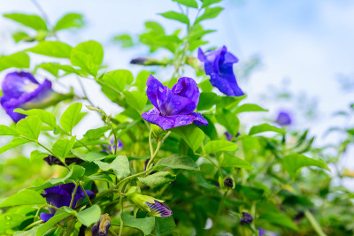 阴蒂在树上开花。蓝色花草自然背景
