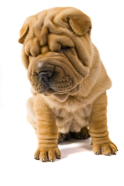 Sharpei狗