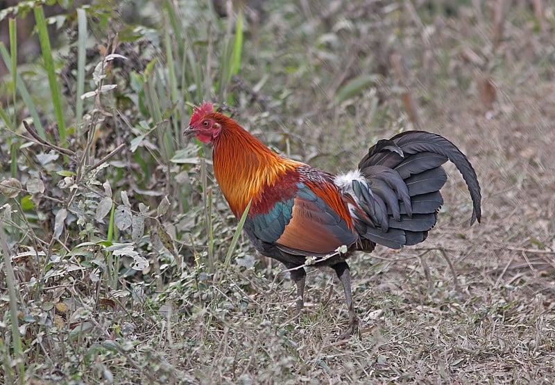 红Junglefowl