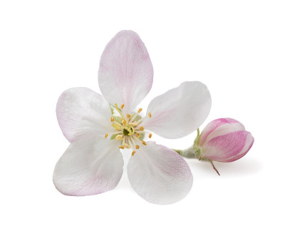 苹果公司花