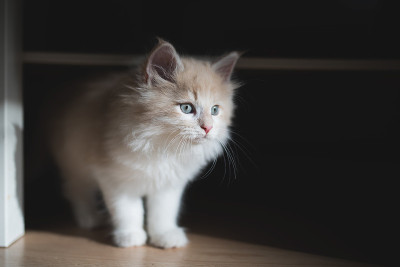 阳光下的小猫