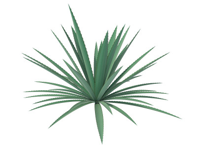 龙舌兰
