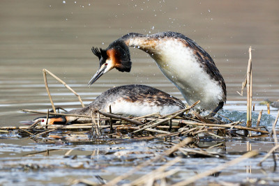 大山脊Grebe (Podiceps crista)。
