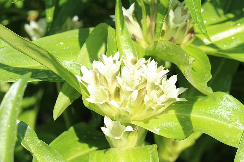 “根蒂安“花 - 根蒂亚娜·普热瓦尔斯基·马克西姆