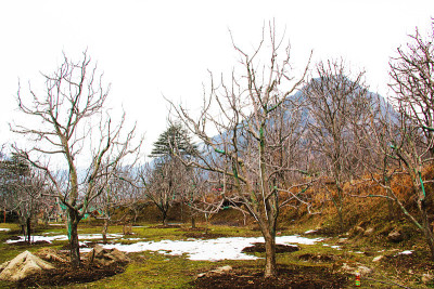 一个阳光明媚的日子在马纳利与苹果树在前景和白雪覆盖的山在背景。