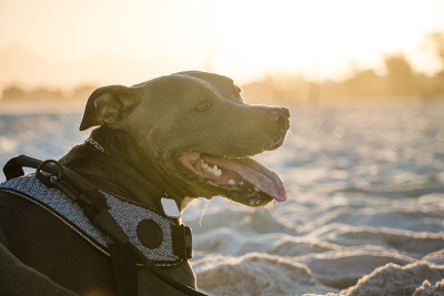 比特犬在日落时在海滩上玩耍。在阳光明媚的日子里享受沙滩和大海