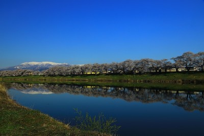蓝天和樱花