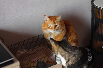 两只猫