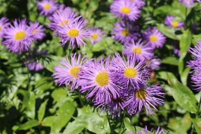 白杨花