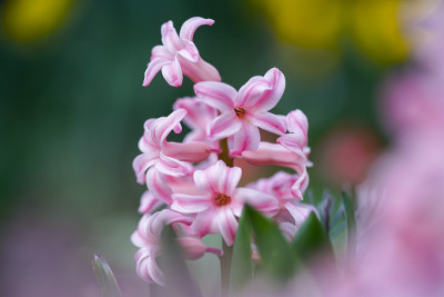 粉红色的紫红色风信子花盛开在春天的花园里