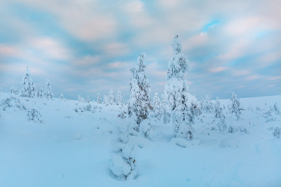 云杉森林覆盖雪在冬季景观