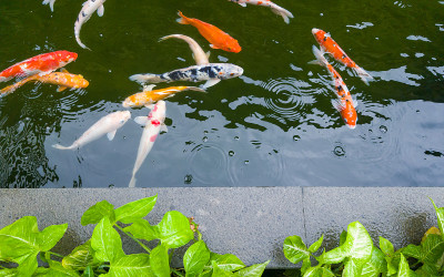 下雨天，花园鱼塘里的鲤鱼
