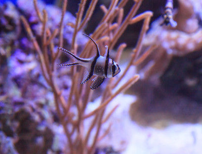 骄傲的鲤鱼，Pterapogon kauderni