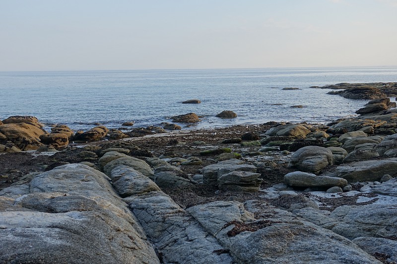 一群海鸟，燕鸥，海鸥，矶鹞，布列塔尼海岸，法国，夏季