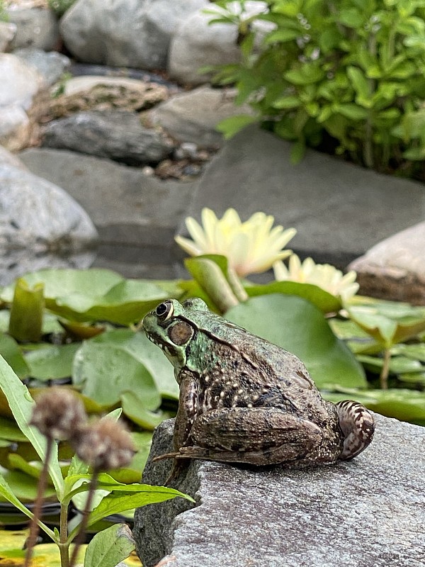 有睡莲花瓣的青蛙