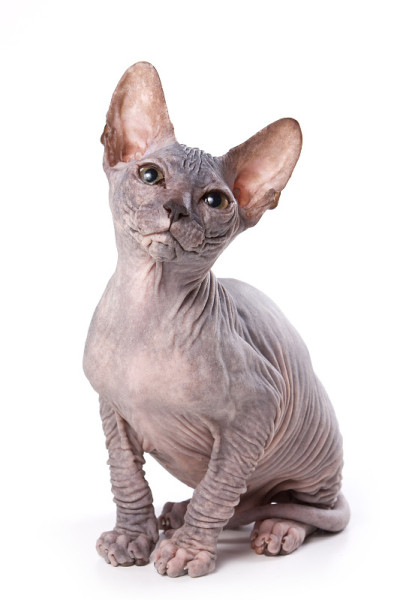 Sphynx白色